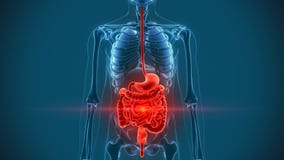 Colon stomach organs