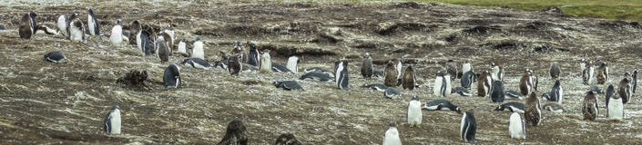 Colonia dei pinguini di Gentoo sulle isole di Malvinas immagini stock libere da diritti Colonia dei pinguini di Gentoo sulle isole di Malvinas immagini stock libere da diritti