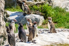 Colonia dei pinguini di Magellanic immagini stock libere da diritti Colonia dei pinguini di Magellanic immagini stock libere da diritti