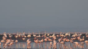natron lake flamingo natron lake flamingo