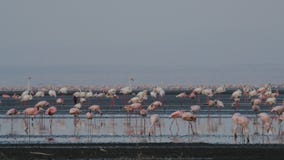 lake natron flamingo nest lake natron flamingo nest