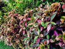 Color full plant in Garden, royalty free stock image Color full plant in Garden, royalty free stock image