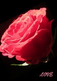 Color of love royalty free stock photo Color of love royalty free stock photo