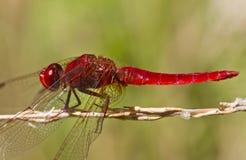 Color scarlatto del Darter (erythraea di Crocothemis) immagine stock Color scarlatto del Darter (erythraea di Crocothemis) immagine stock
