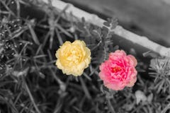 Colora flores amarelas e cor-de-rosa na flor grandiflora preto e branco do portulaca das imagens, do amarelo e do rosa imagem de stock Colora flores amarelas e cor-de-rosa na flor grandiflora preto e branco do portulaca das imagens, do amarelo e do rosa imagem de stock
