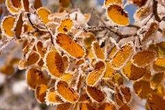 Colorado Frosty Aspen Leaves royaltyfria bilder Colorado Frosty Aspen Leaves royaltyfria bilder