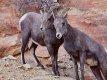 Pair of Young Desert Bighorn Sheep royalty free stock images Pair of Young Desert Bighorn Sheep royalty free stock images