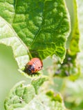 Colorado potato beetle larva in potatoes leaves stock images Colorado potato beetle larva in potatoes leaves stock images