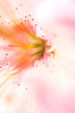 Colore rosa lilly fotografia stock Colore rosa lilly fotografia stock