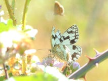 Colored butterfly stand in the plants stock images Colored butterfly stand in the plants stock images