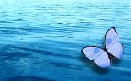 Colored tropical butterfly on a background of blue water stock images Colored tropical butterfly on a background of blue water stock images