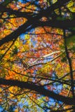 Colores múltiples de hojas durante otoño imágenes de archivo libres de regalías Colores múltiples de hojas durante otoño imágenes de archivo libres de regalías