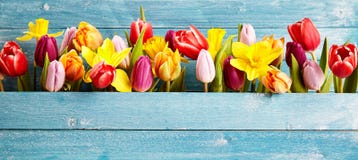 Colorful arrangement of fresh spring flowers stock photos Colorful arrangement of fresh spring flowers stock photos