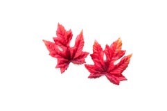 Colorful Autumn Leaves Isolated On White Stock Photo Colorful Autumn Leaves Isolated On White Stock Photo