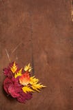 Colorful Autumn Leaves On Dark Rustic Background Stock Photography Colorful Autumn Leaves On Dark Rustic Background Stock Photography