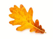 Colorful Autumn Oak Leaf Royalty Free Stock Photography