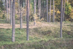 Colorful autumn trees in green forest with sun rays Royalty Free Stock Image Colorful autumn trees in green forest with sun rays Royalty Free Stock Image