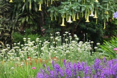 Colorful bed of perennial and herbaceous plants in English cottage and country style garden royalty free stock photo Colorful bed of perennial and herbaceous plants in English cottage and country style garden royalty free stock photo