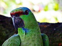 Colorful brazlian parrot posing for you royalty free stock photos Colorful brazlian parrot posing for you royalty free stock photos