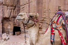 Colorful Camels in waiting at Petra Jordan royalty free stock photography Colorful Camels in waiting at Petra Jordan royalty free stock photography