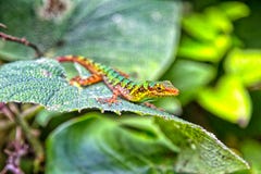 Colorful Colombian Lizard Stock Images Colorful Colombian Lizard Stock Images