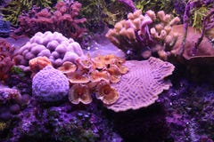 colorful-coral-reef-10454760.jpg