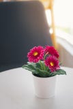 Colorful decoration artificial flower in the vase at home royalty free stock image Colorful decoration artificial flower in the vase at home royalty free stock image