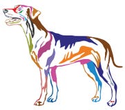 Colorful decorative standing portrait of dog German Pinscher st Stock Photo Colorful decorative standing portrait of dog German Pinscher st Stock Photo