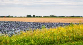 Colorful Dutch Landscape In The Harvesting Period. Stock Photos