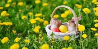 Colorful Easter eggs in a basket on a grass with two bunnies. royalty free stock photography Colorful Easter eggs in a basket on a grass with two bunnies. royalty free stock photography