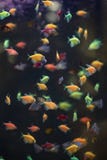 Colorful fish in the aquarium. Decorative fish on black background. Lots of multicolored fish. Vertical frame