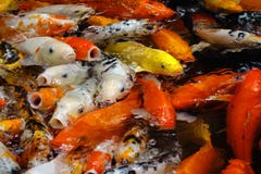 Colorful fish. Many colorful fish in water royalty free stock photography Colorful fish. Many colorful fish in water royalty free stock photography