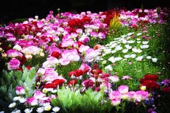 Yokohama Japan colorful Flower Garden