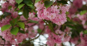 Colorful flowers in the garden. Spring landscape stock photography Colorful flowers in the garden. Spring landscape stock photography