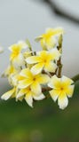 Colorful flowers. Group of flower. Group of yellow white and pink flowers stock photos Colorful flowers. Group of flower. Group of yellow white and pink flowers stock photos