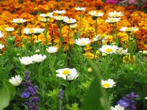 Colorful Flowers In Bloom Royalty Free Stock Photography Colorful Flowers In Bloom Royalty Free Stock Photography