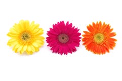 Colorful Gerber Daisies Royalty Free Stock Photos Colorful Gerber Daisies Royalty Free Stock Photos