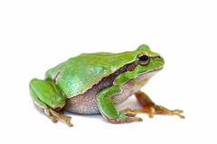Colorful green tree frog on white background Stock Image Colorful green tree frog on white background Stock Image