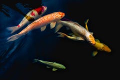 Colorful Koi Fish In The Pond In For Decorative In Outdoor Zen Garden. Stock Images