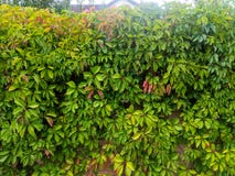 Colorful Living Fence Vine Leaves Royalty Free Stock Photos Colorful Living Fence Vine Leaves Royalty Free Stock Photos