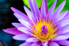 Colorful lotus flowers bloom in the morning royalty free stock image Colorful lotus flowers bloom in the morning royalty free stock image