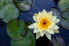 Colorful lotus flowers bloom in the morning royalty free stock image Colorful lotus flowers bloom in the morning royalty free stock image