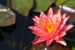 Colorful lotus flowers bloom in the morning royalty free stock photo Colorful lotus flowers bloom in the morning royalty free stock photo