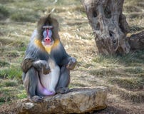 Colorful Male Mandrill Monkey Royalty Free Stock Photo Colorful Male Mandrill Monkey Royalty Free Stock Photo