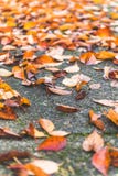 Colorful maple leave on the ground,lawn for background in the park. royalty free stock photo Colorful maple leave on the ground,lawn for background in the park. royalty free stock photo