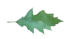 Colorful naturalistic Oak leaf. Vector Illustration. royalty free illustration Colorful naturalistic Oak leaf. Vector Illustration. royalty free illustration