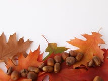 Colorful Oak Leaves With Acorns Royalty Free Stock Images Colorful Oak Leaves With Acorns Royalty Free Stock Images