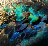 Colorful Peacock Feathers Royalty Free Stock Photo