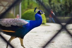Colorful peacock showing feathers in the castle park as a symbol of pride royalty free stock image Colorful peacock showing feathers in the castle park as a symbol of pride royalty free stock image
