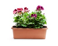 Colorful Pelargonium flowers in rectangular flowerpot isolated royalty free stock photos Colorful Pelargonium flowers in rectangular flowerpot isolated royalty free stock photos